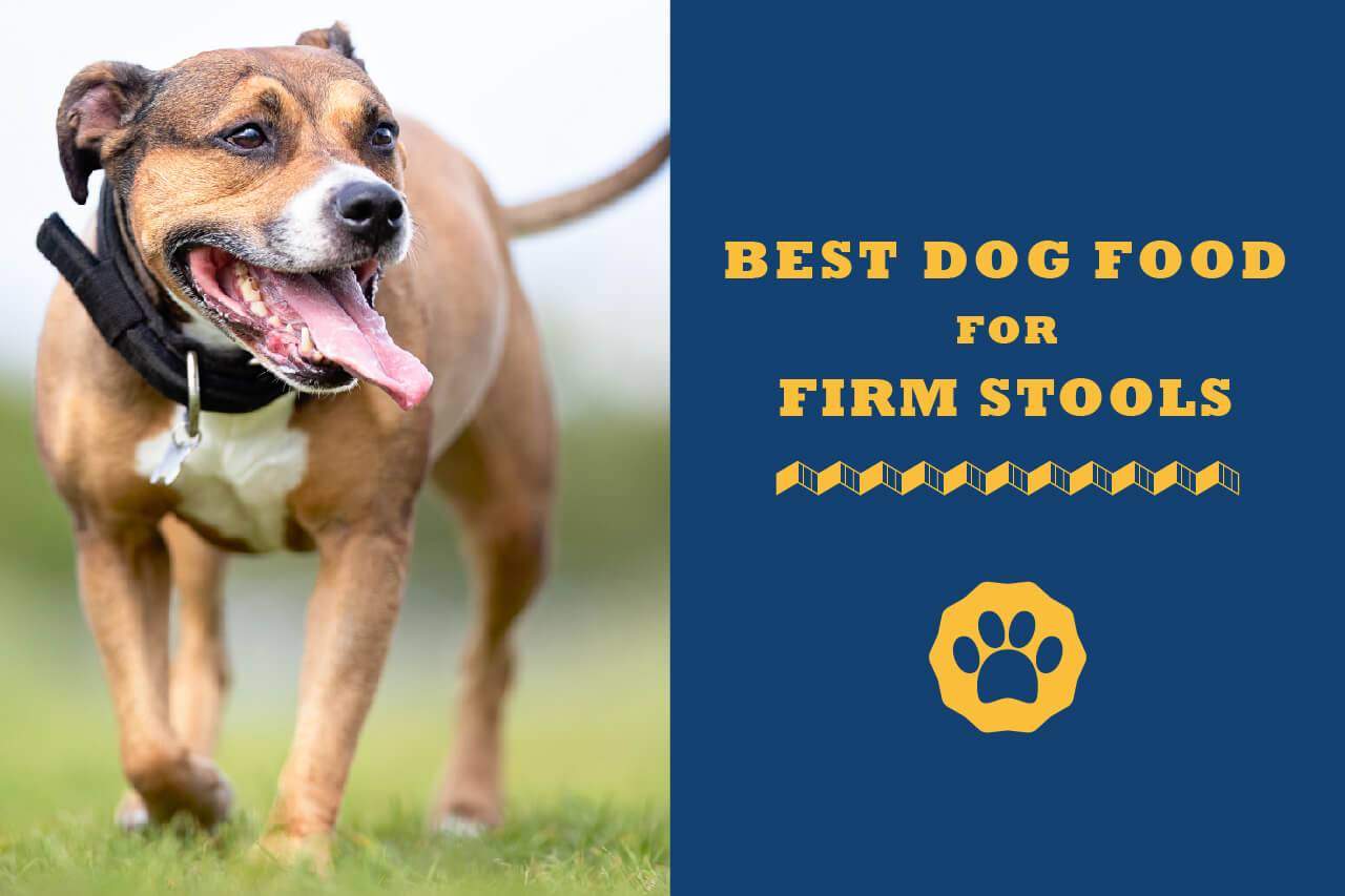 best dog food for firm stools uk