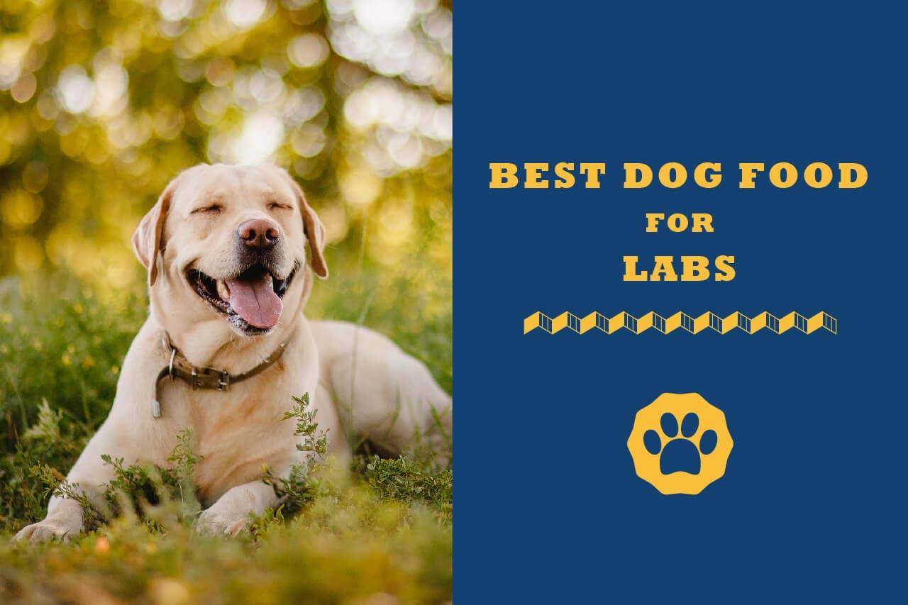 best dog food for adult lab