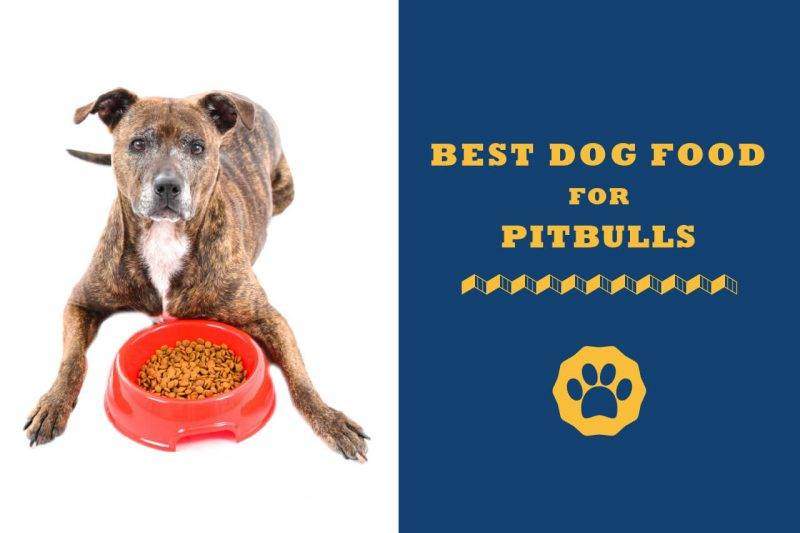 10 Best Dog Food For Pitbulls In 2020 Totally Goldens