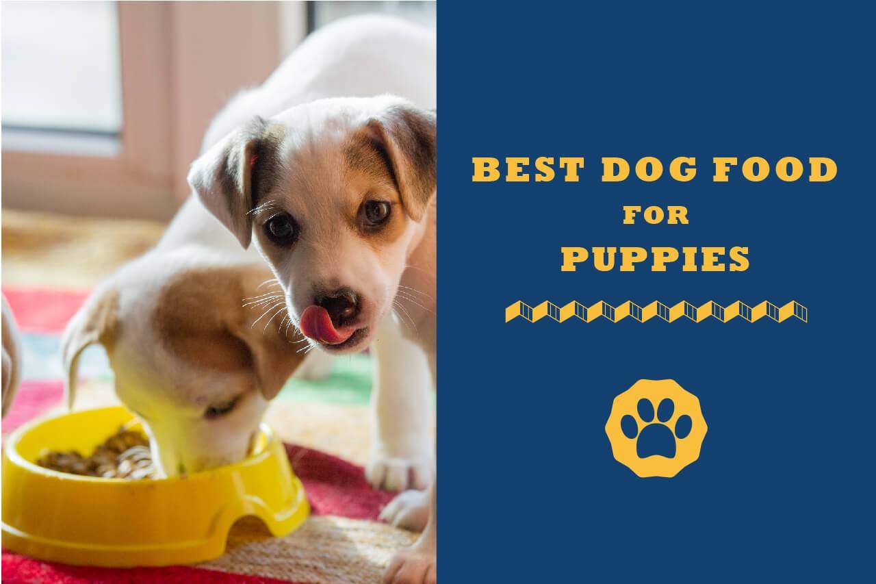 Best Food For Puppies >> 5 Best Dog Food For Puppies In 2019 Totally Goldens Best Food For Puppies >> 5 Best Dog Food For Puppies In 2019 Totally Goldens