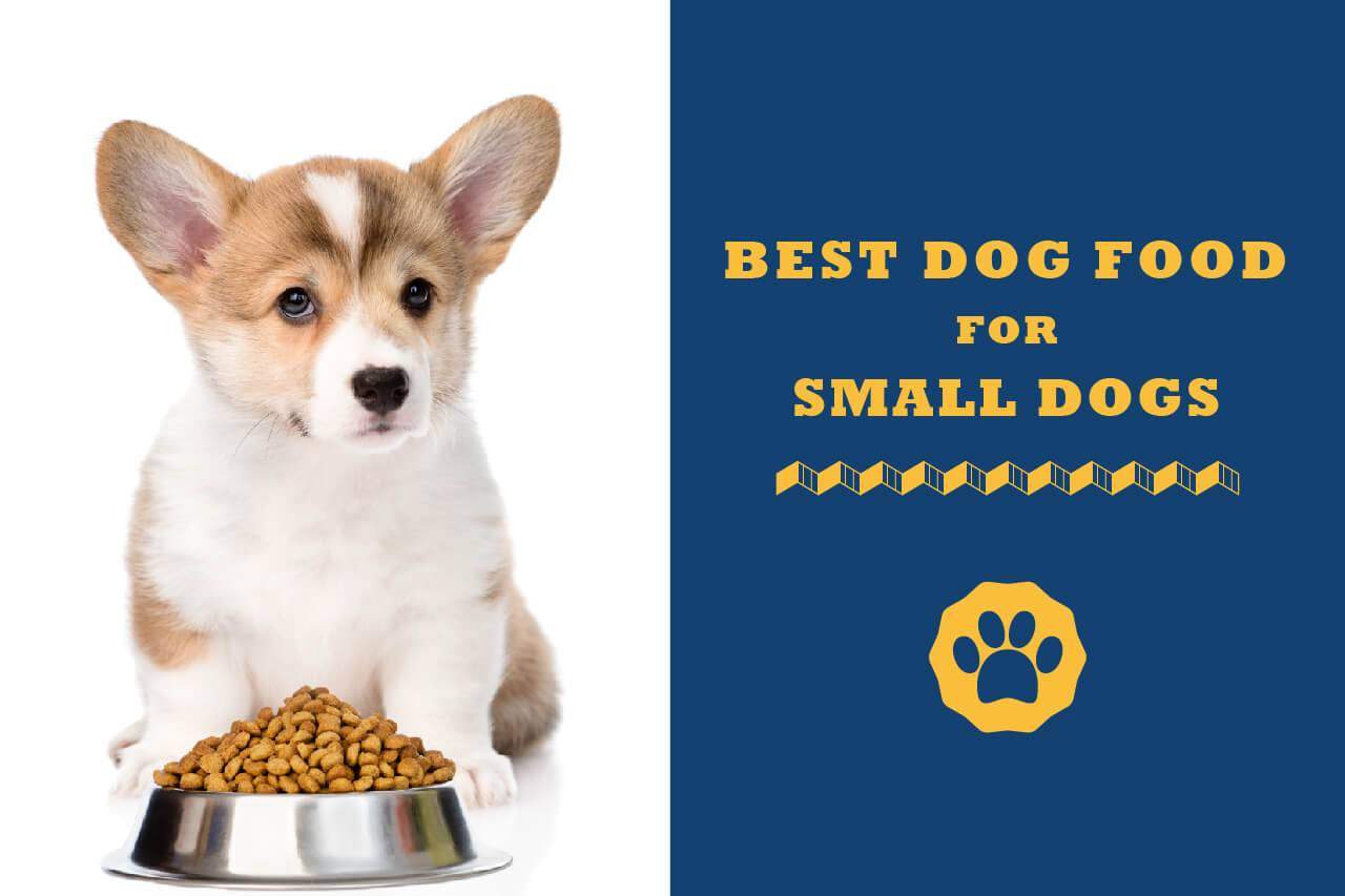 best rated dog food for small dogs