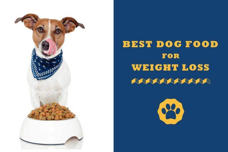 weight loss dog food reviews