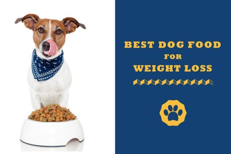 science diet weight reduction dog food