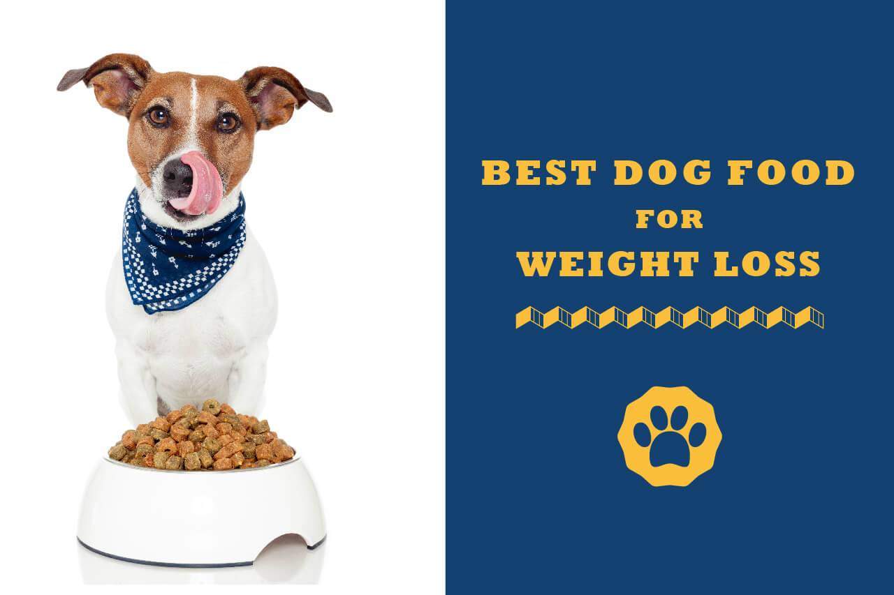 Best Dog Food For Weight Loss in 2020 - Totally Goldens