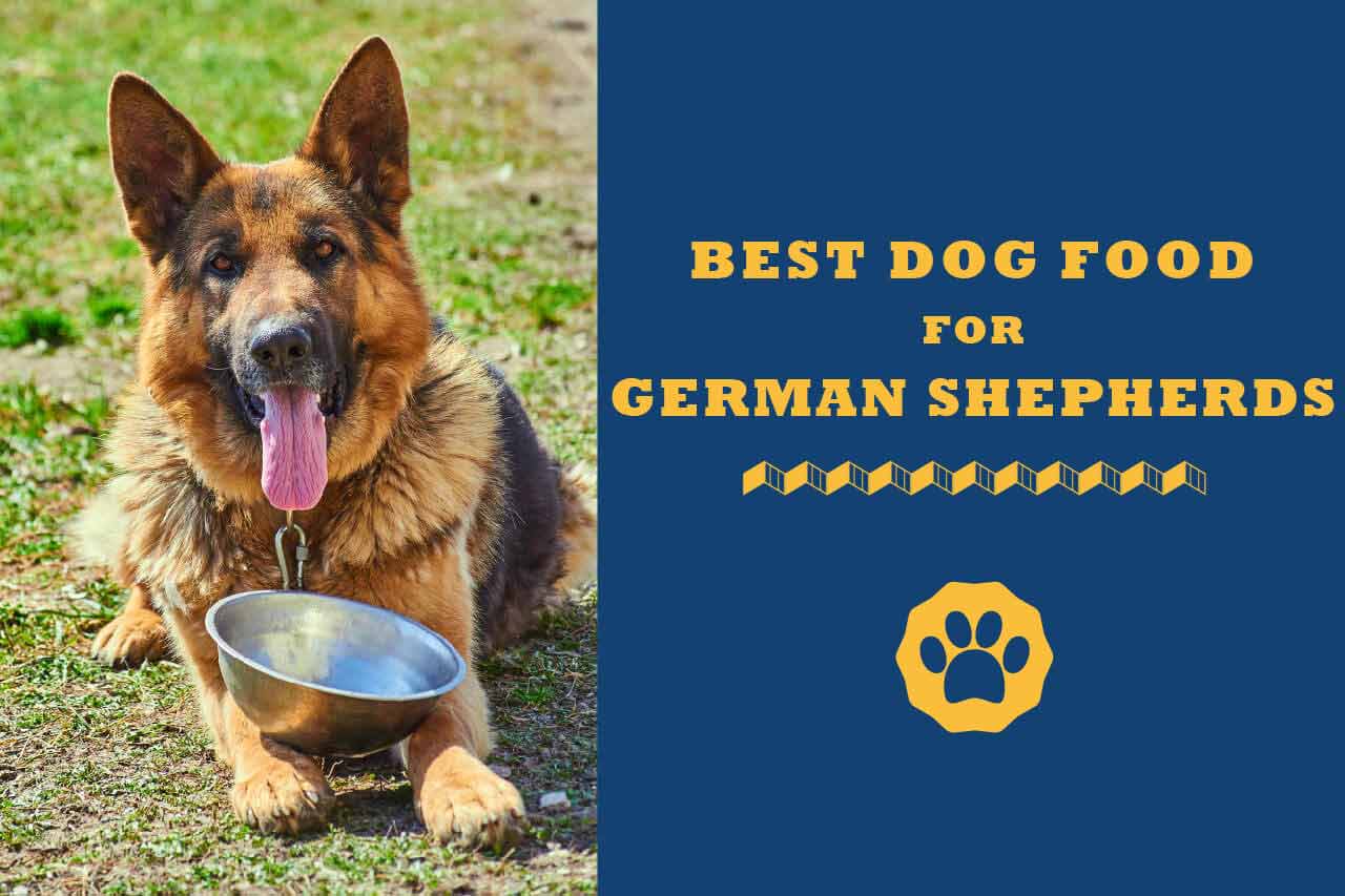 best dry dog food for senior german shepherds