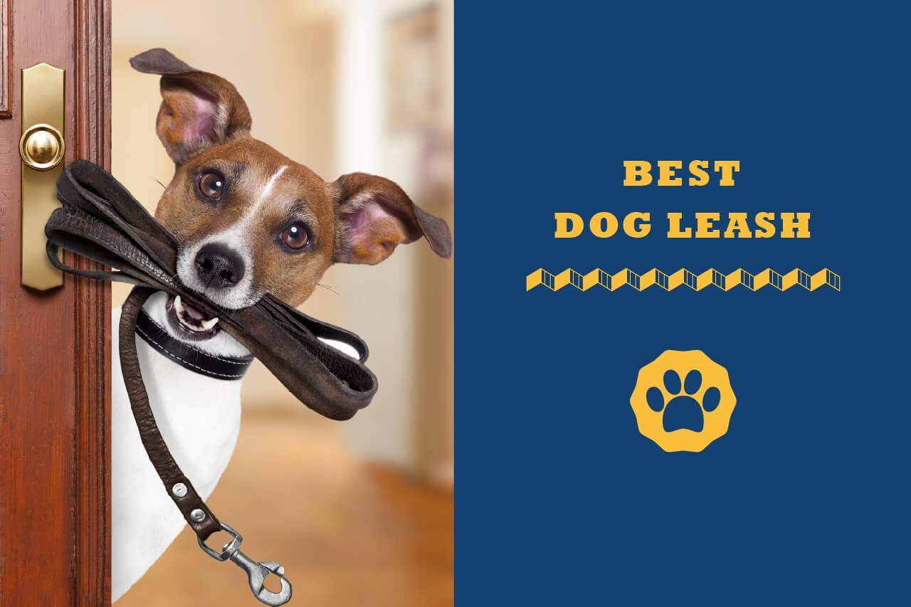 toughest retractable dog leash