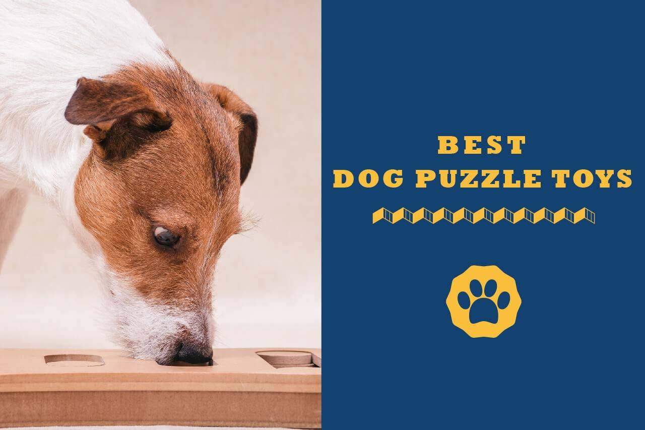best dog puzzle toys uk