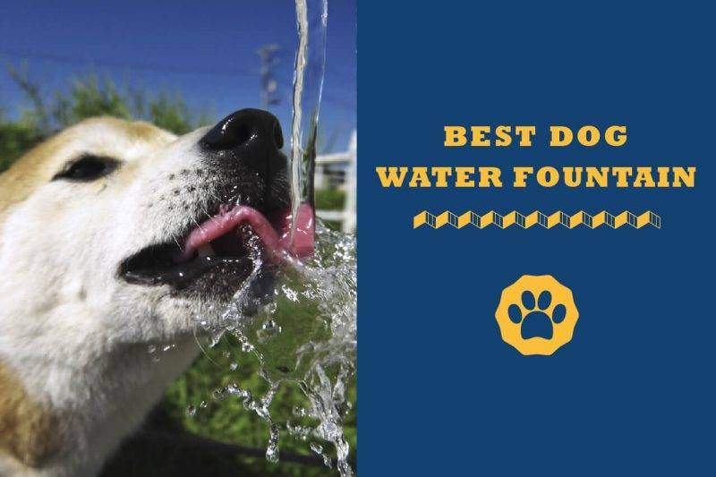 Best Dog Water Fountains In 2021 Totally Goldens