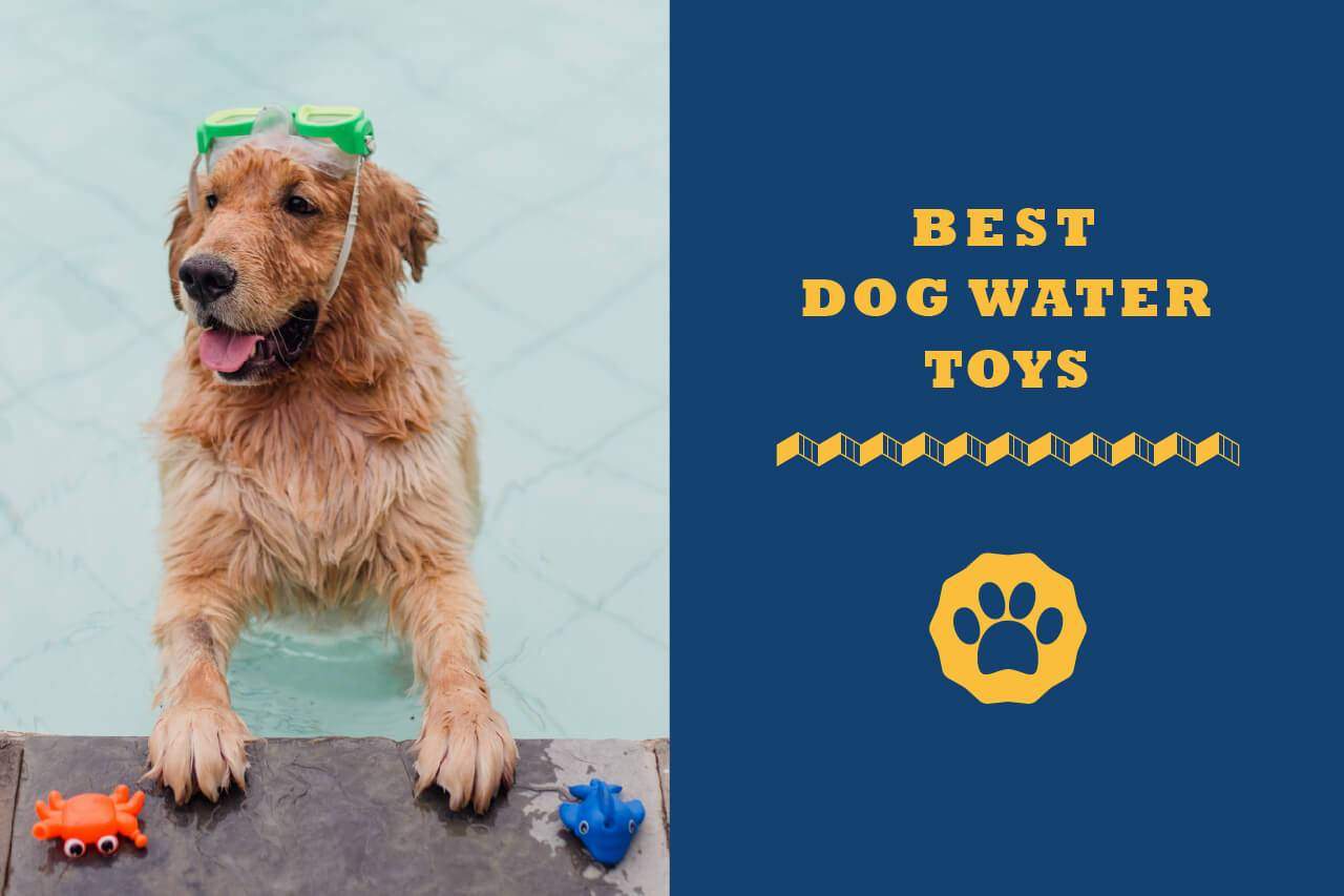 summer toys for dogs
