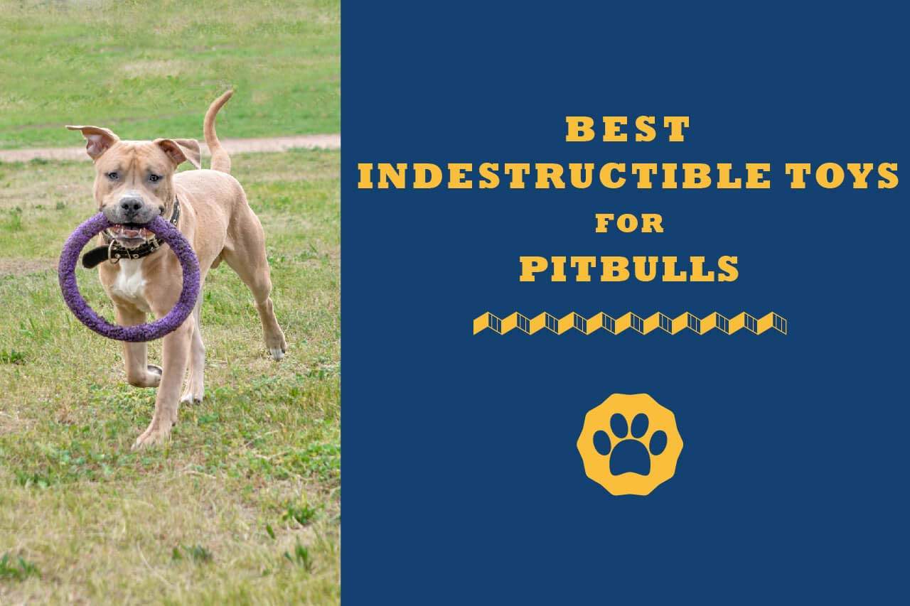 best indestructible dog toys for pit bulls