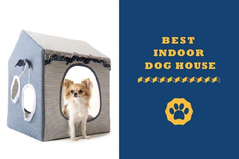 best indoor dog house
