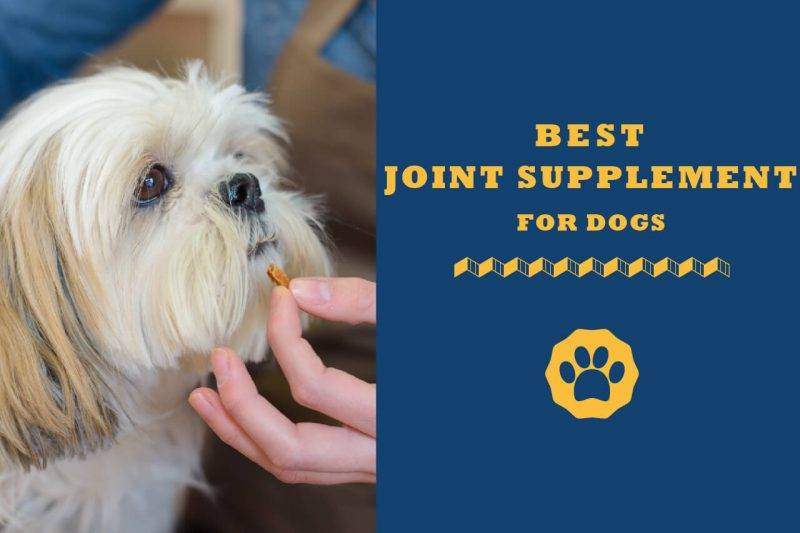 best bone and joint supplement for dogs