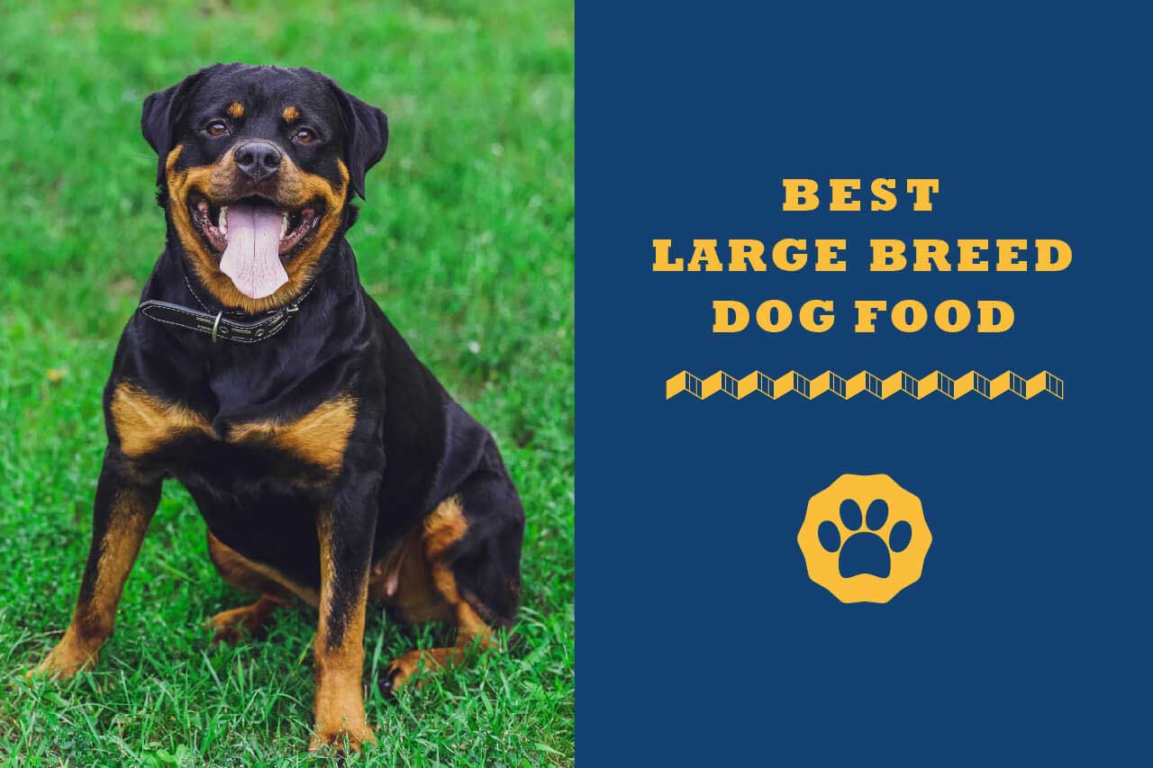 best cheap dog food for large breed