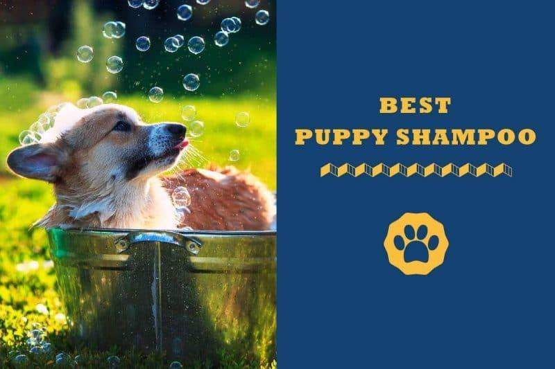 best puppy shampoo