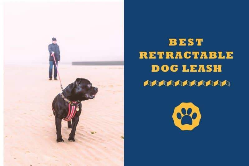 most durable retractable dog leash