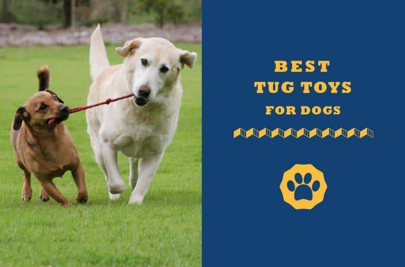 heavy duty tug toys for dogs