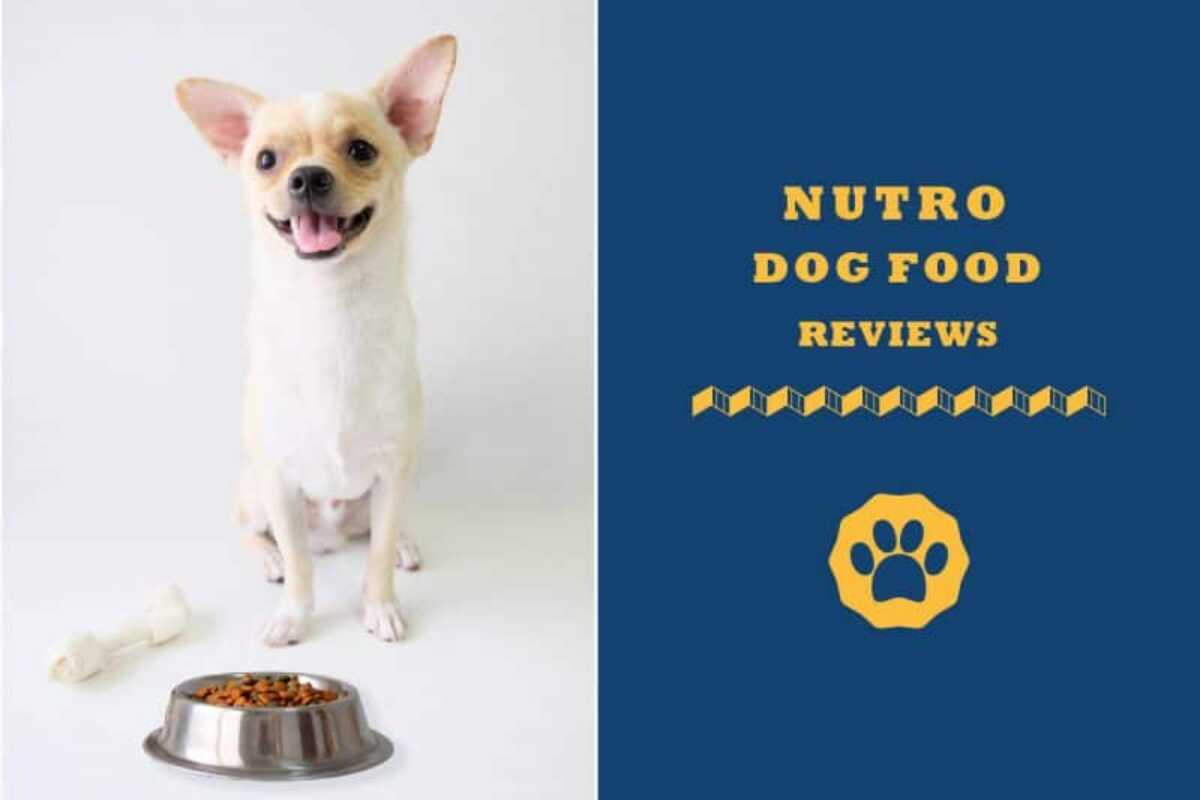 Nutro Dog Food Review  Is Nutro Dog Food Really Good?
