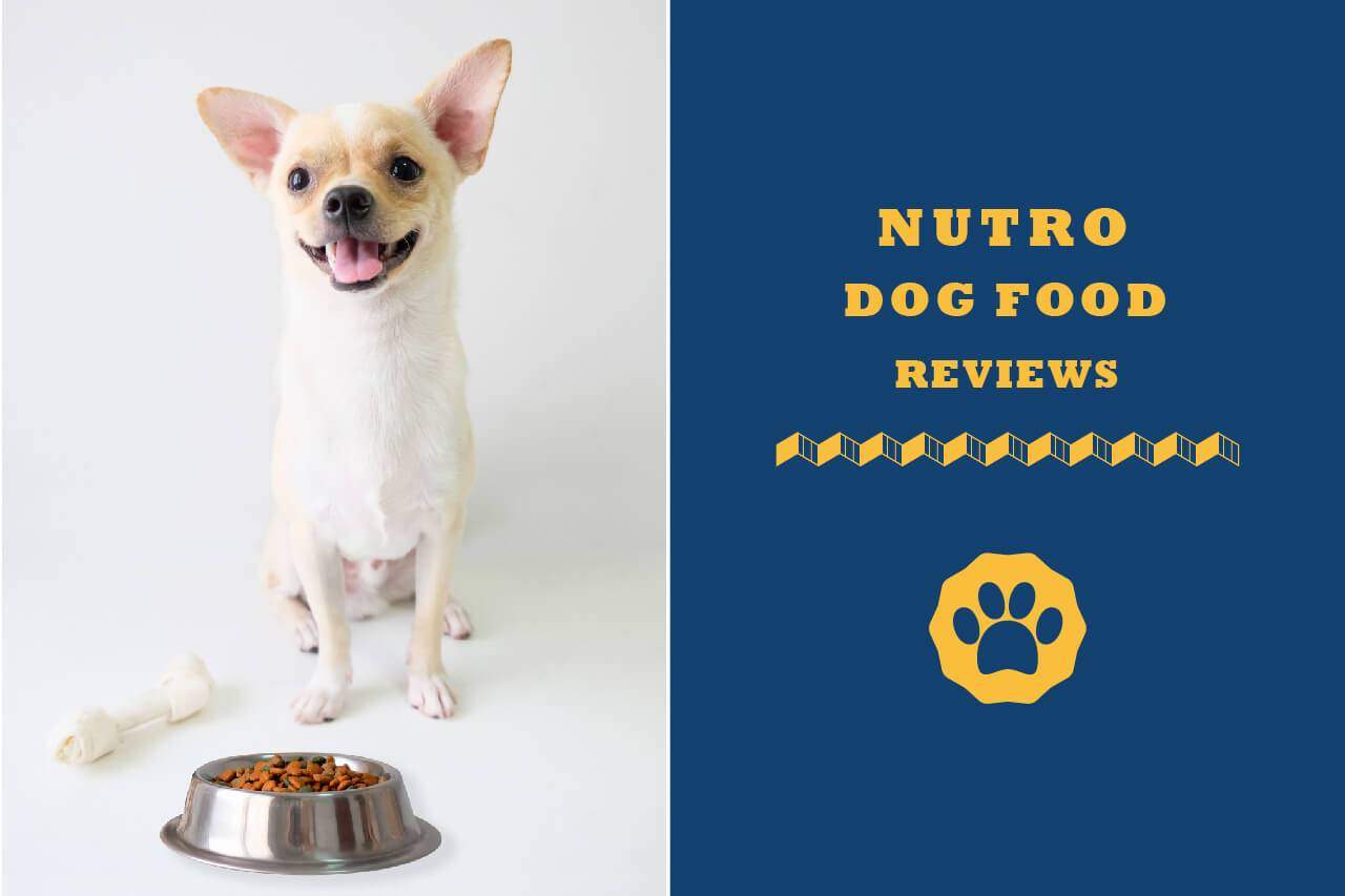 nutro dog food price
