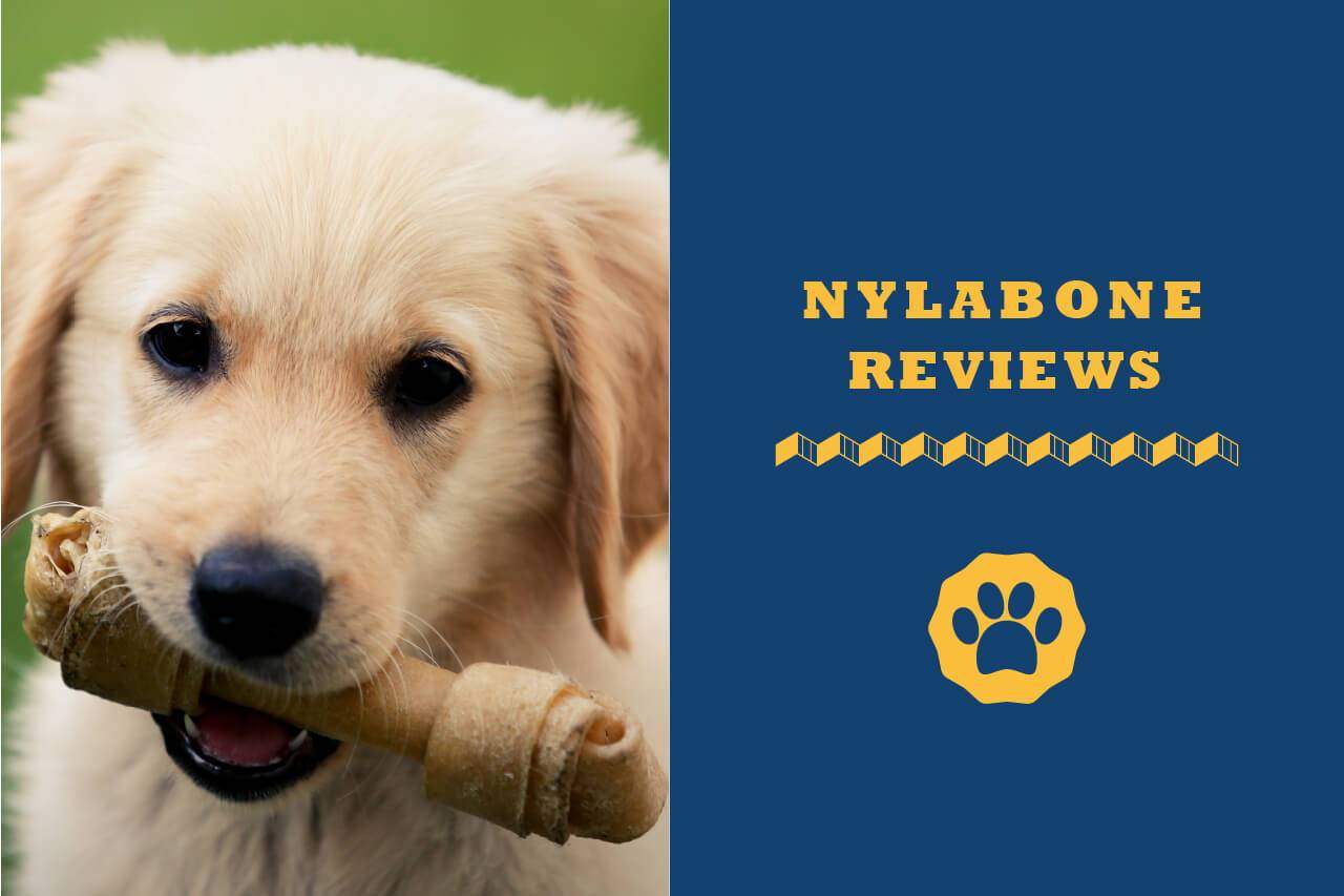 nylabone dog chews for powerful chewers