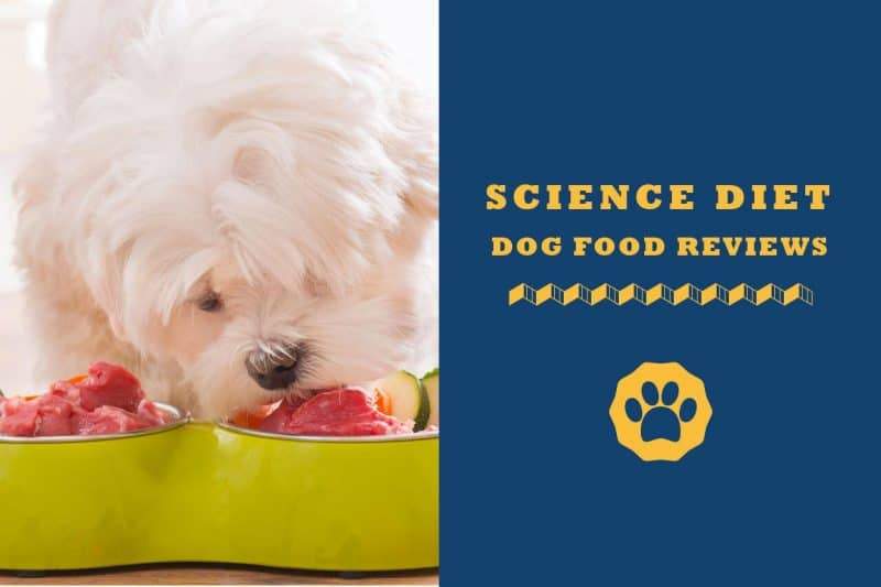 hill's science diet golden retriever