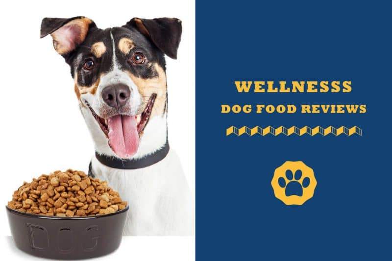 blue wellness dog food