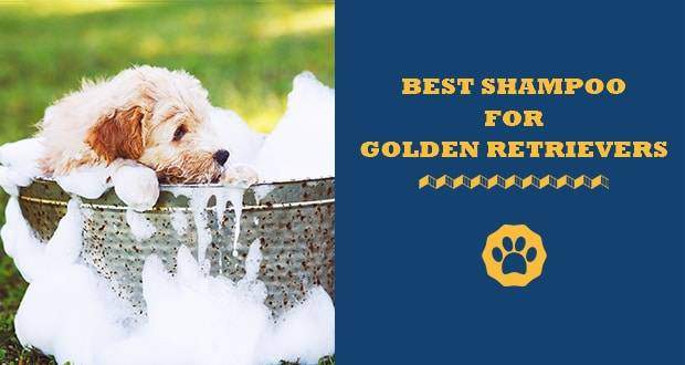 golden retriever puppy shampoo