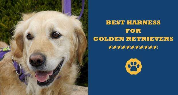 best harnesses for golden retrievers