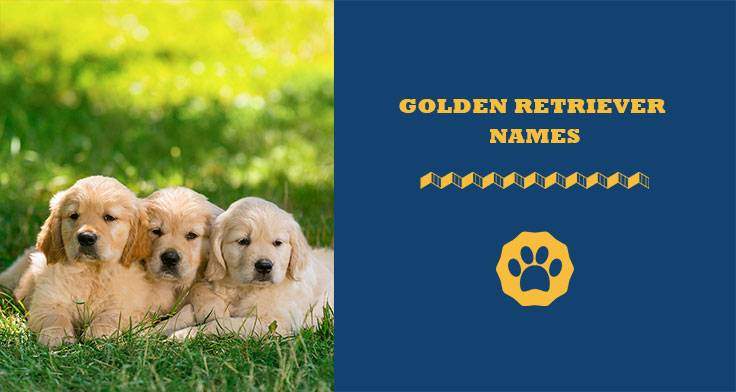 Golden Retriever Names 190 Names Their Meanings In 2020