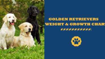 golden retriever weight and growth chart