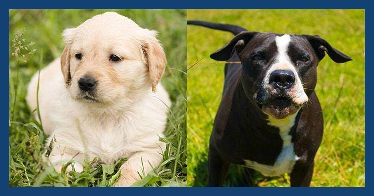 retriever pitbull mix