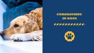 coronavirus in dogs
