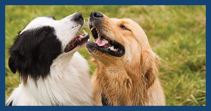 border collie cross golden retriever