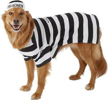 dog criminal costume