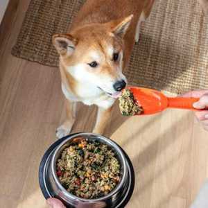 photo Best Dog Food For Golden Retriever Puppy With Sensitive Stomach https www totallygoldens com the best puppy food for golden retrievers
