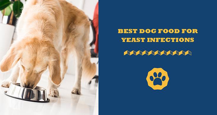 7 Best Dog Foods For Yeast Control That Actually Work