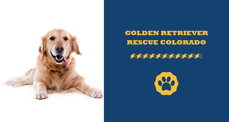 Best Golden Retriever Rescues In Colorado
