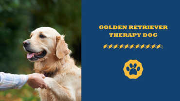 Golden retriever therapy dog