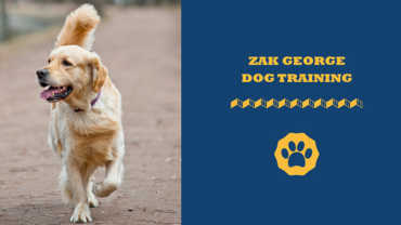 Zak George Dog Training
