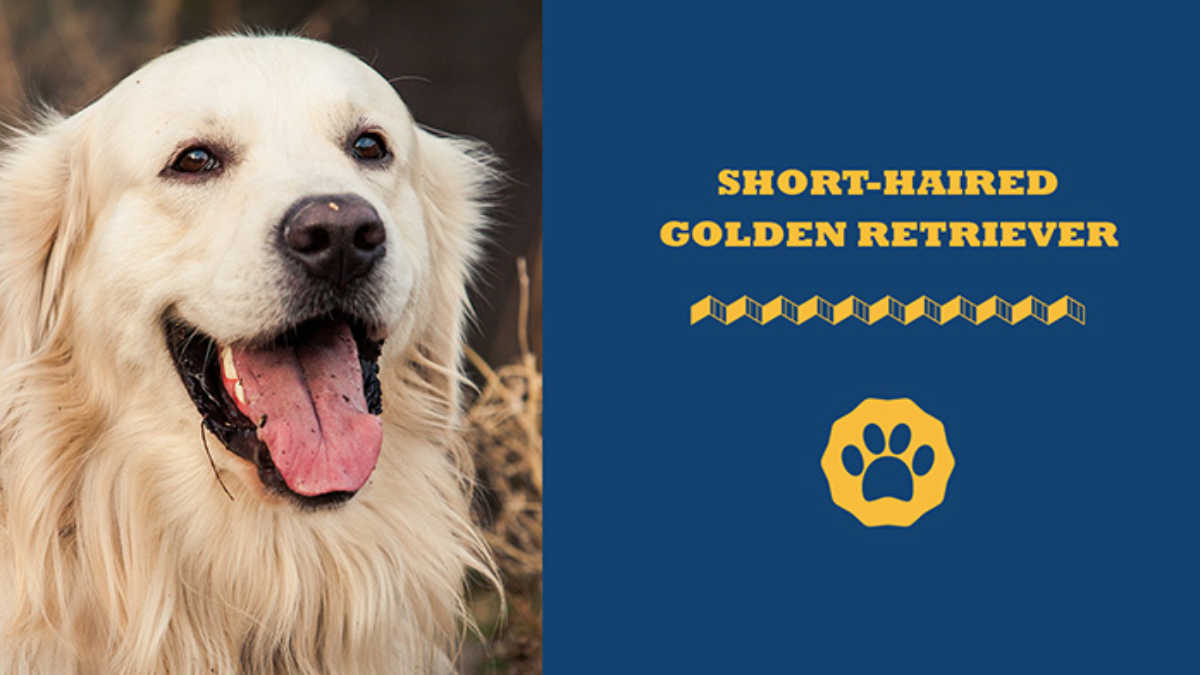 Golden retriever puppies short hair clearance