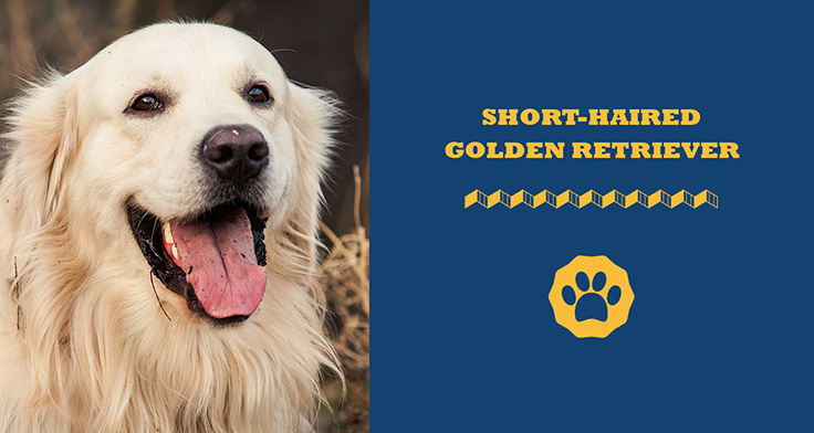 The Latest Facts About Short Haired Golden Retriever