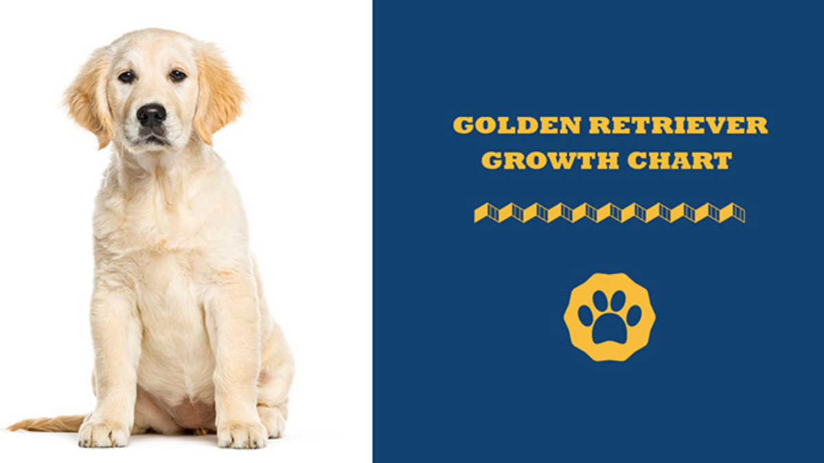 Golden Retriever Growth Chart With Pictures Golden Retriever Neck And