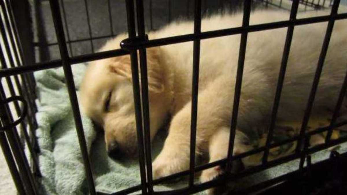 Is It Cruel To Crate A Dog
