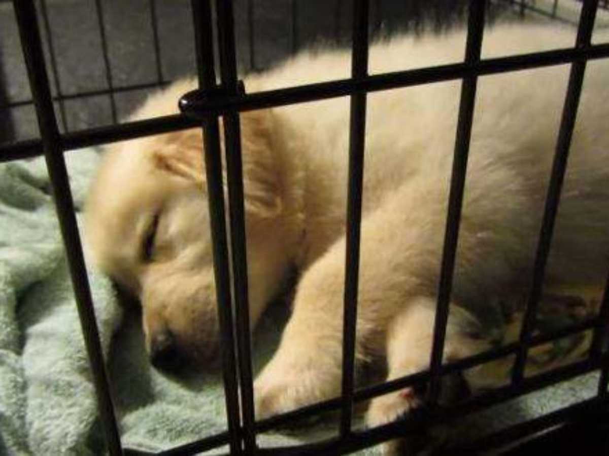 Is It Ethical To Crate Train Puppies? (Is Crating Cruel or Good?)