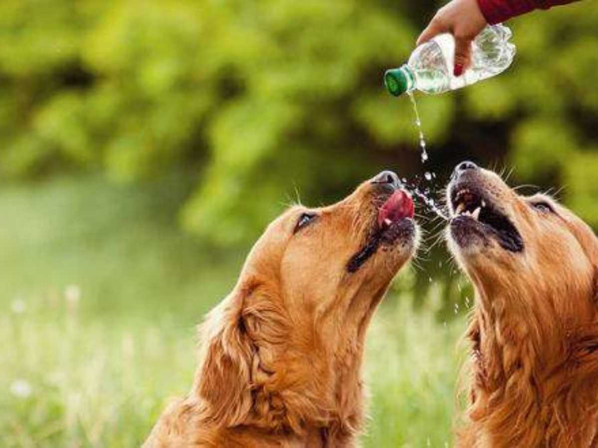 how much water should a 10kg dog drink