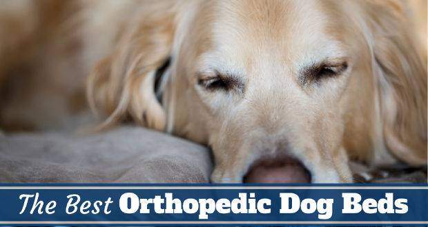 Best orthopedic dog beds written beneath a golden retriever on a bed