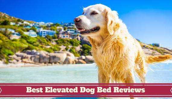 Best elevated dog bed reviews written beneath a GR in a tropical looking ocean