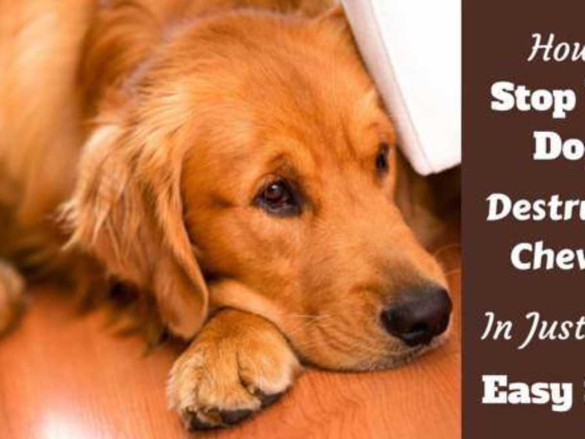 How To Stop Your Golden Retriever S Destructive Chewing Totally Goldens