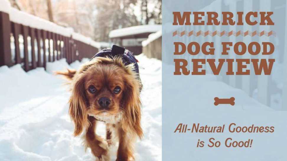 Merrick Dog Food Review AllNatural Goodness is So Good!