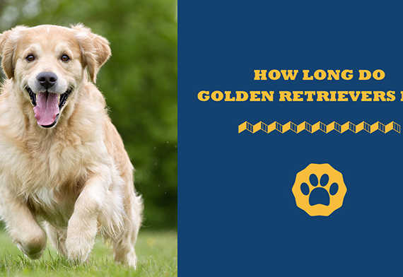 how long do golden retrievers live