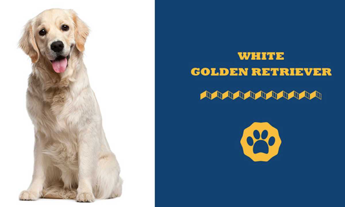 can golden retrievers have white on them